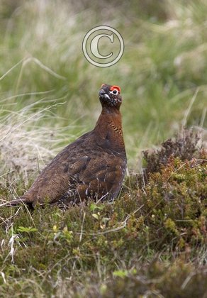 Red Grouse  DM0551